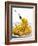 Spaghetti Alla Carbonara, Italy, Europe-Angelo Cavalli-Framed Photographic Print