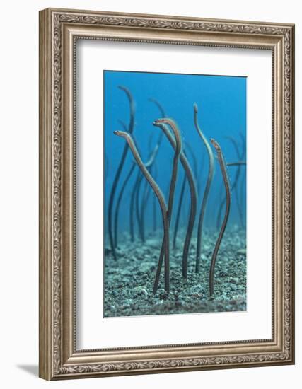 Spaghetti Garden Eels (Gorgasia Maculata) Stretching Up Out of their Burrows on a Rubble Slope-Alex Mustard-Framed Photographic Print