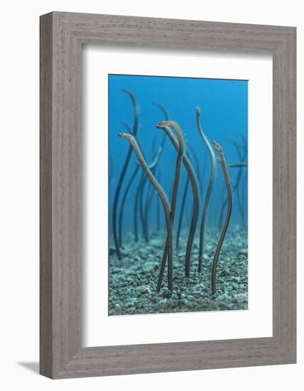 Spaghetti Garden Eels (Gorgasia Maculata) Stretching Up Out of their Burrows on a Rubble Slope-Alex Mustard-Framed Photographic Print