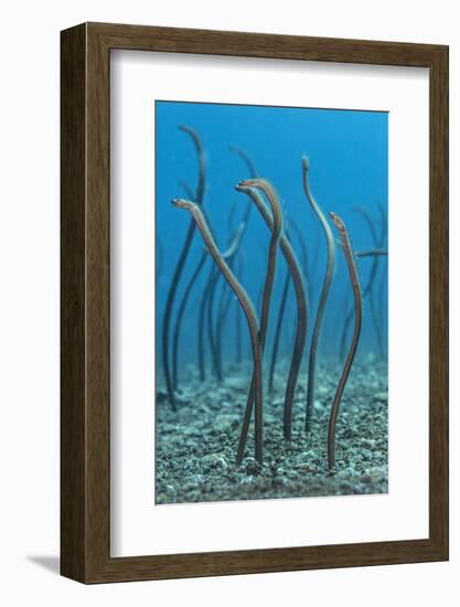 Spaghetti Garden Eels (Gorgasia Maculata) Stretching Up Out of their Burrows on a Rubble Slope-Alex Mustard-Framed Photographic Print