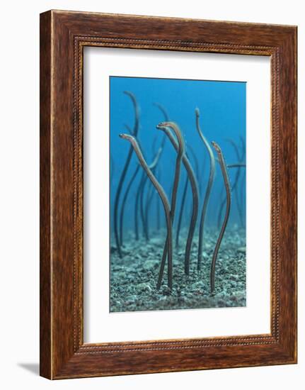 Spaghetti Garden Eels (Gorgasia Maculata) Stretching Up Out of their Burrows on a Rubble Slope-Alex Mustard-Framed Photographic Print