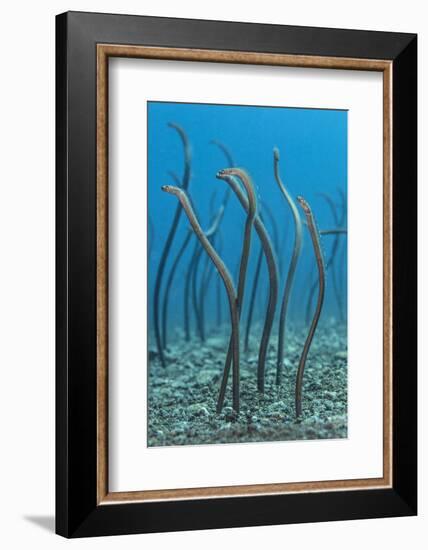 Spaghetti Garden Eels (Gorgasia Maculata) Stretching Up Out of their Burrows on a Rubble Slope-Alex Mustard-Framed Photographic Print