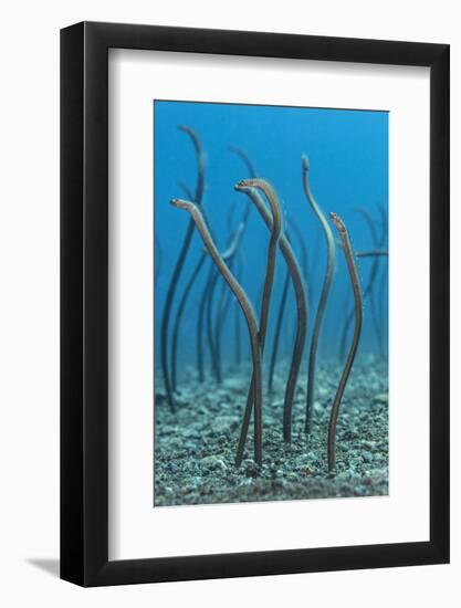 Spaghetti Garden Eels (Gorgasia Maculata) Stretching Up Out of their Burrows on a Rubble Slope-Alex Mustard-Framed Photographic Print