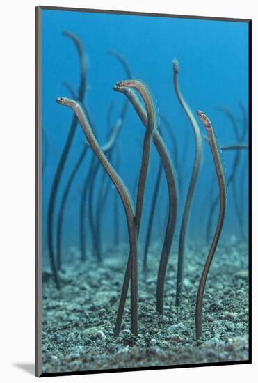 Spaghetti Garden Eels (Gorgasia Maculata) Stretching Up Out of their Burrows on a Rubble Slope-Alex Mustard-Mounted Photographic Print