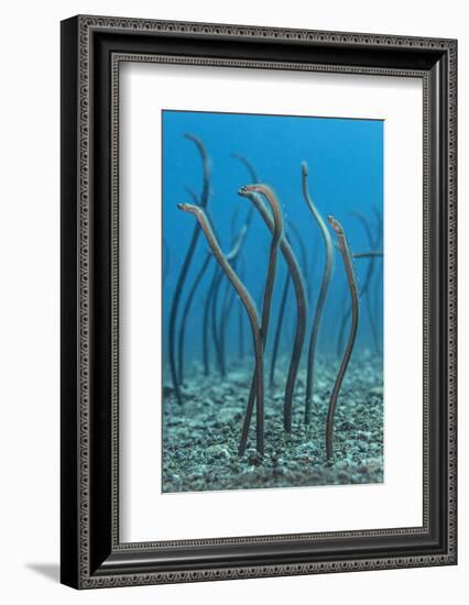 Spaghetti Garden Eels (Gorgasia Maculata) Stretching Up Out of their Burrows on a Rubble Slope-Alex Mustard-Framed Photographic Print