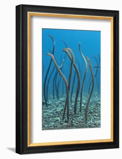 Spaghetti Garden Eels (Gorgasia Maculata) Stretching Up Out of their Burrows on a Rubble Slope-Alex Mustard-Framed Photographic Print