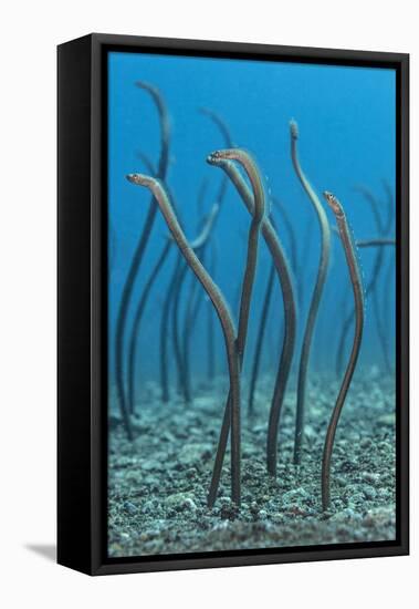 Spaghetti Garden Eels (Gorgasia Maculata) Stretching Up Out of their Burrows on a Rubble Slope-Alex Mustard-Framed Premier Image Canvas
