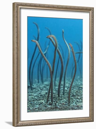 Spaghetti Garden Eels (Gorgasia Maculata) Stretching Up Out of their Burrows on a Rubble Slope-Alex Mustard-Framed Photographic Print