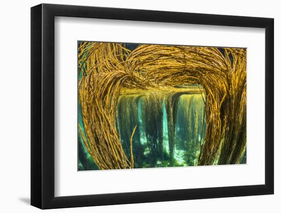 Spaghetti seaweed forest, Inner Hebrides, Scotland-Alex Mustard-Framed Photographic Print