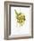 Spaghetti with Rocket on Spaghetti Server-Marc O^ Finley-Framed Photographic Print