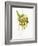 Spaghetti with Rocket on Spaghetti Server-Marc O^ Finley-Framed Photographic Print