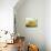 Spaghetti with Zucchini, Italy, Europe-Angelo Cavalli-Photographic Print displayed on a wall