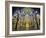 Spain, Andalucia, Cordoba Province, Cordoba, Mezquita, Cathedral of Cordoba-Alan Copson-Framed Photographic Print