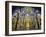 Spain, Andalucia, Cordoba Province, Cordoba, Mezquita, Cathedral of Cordoba-Alan Copson-Framed Photographic Print