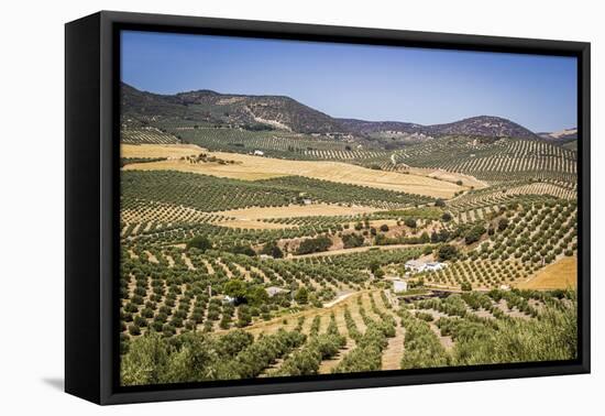 Spain, Andalucia. Olive Trees Endless Field in Summer.-Francesco Riccardo Iacomino-Framed Premier Image Canvas