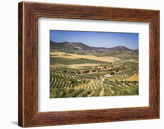 Spain, Andalucia. Olive Trees Endless Field in Summer.-Francesco Riccardo Iacomino-Framed Photographic Print