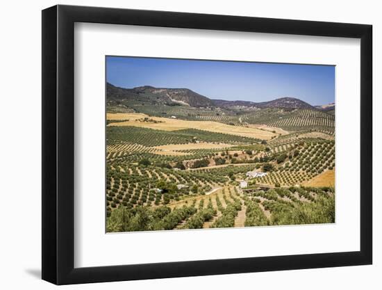 Spain, Andalucia. Olive Trees Endless Field in Summer.-Francesco Riccardo Iacomino-Framed Photographic Print