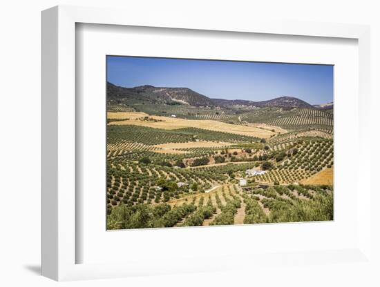 Spain, Andalucia. Olive Trees Endless Field in Summer.-Francesco Riccardo Iacomino-Framed Photographic Print