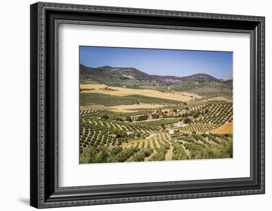 Spain, Andalucia. Olive Trees Endless Field in Summer.-Francesco Riccardo Iacomino-Framed Photographic Print