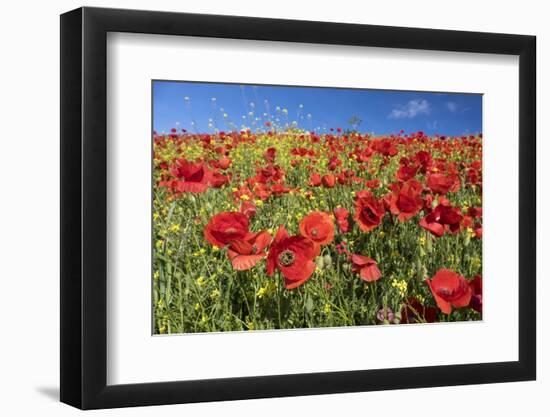 Spain, Andalusia. A field of bright and cheerful red poppy wildflowers.-Brenda Tharp-Framed Photographic Print