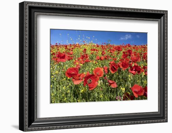 Spain, Andalusia. A field of bright and cheerful red poppy wildflowers.-Brenda Tharp-Framed Photographic Print