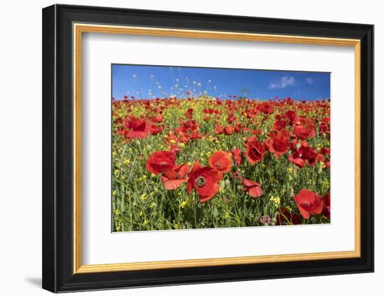 Spain, Andalusia. A field of bright and cheerful red poppy wildflowers.-Brenda Tharp-Framed Photographic Print