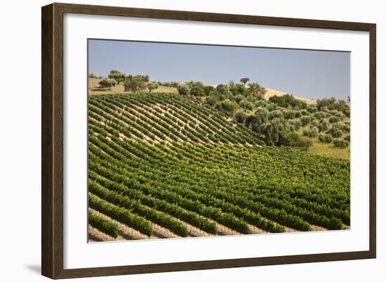 Spain, Andalusia, Cadiz Province. Vineyard field and olive grove.-Julie Eggers-Framed Photographic Print