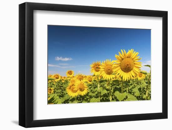 Spain, Andalusia, Seville, Sunflower fields-Jordan Banks-Framed Photographic Print