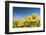 Spain, Andalusia, Seville, Sunflower fields-Jordan Banks-Framed Photographic Print