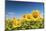 Spain, Andalusia, Seville, Sunflower fields-Jordan Banks-Mounted Photographic Print