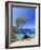 Spain, Balearic Islands, Ibiza, Cala Salada Beach-Michele Falzone-Framed Photographic Print