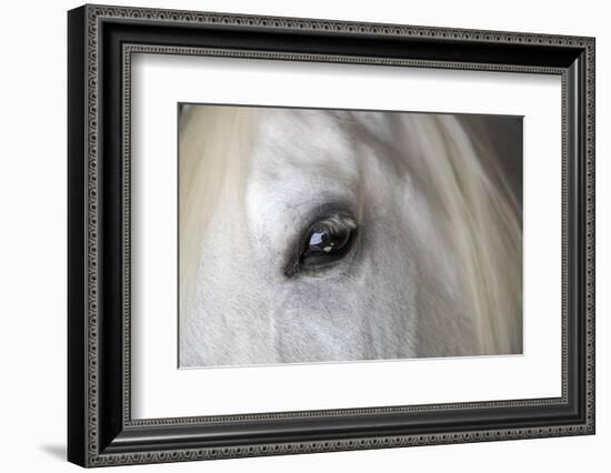 Spain, Balearic Islands, Mallorca. Esporles. La Granja. Museum. White horse.-Emily Wilson-Framed Photographic Print