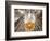 Spain, Barcelona, Sagrada Familia, Interior-Steve Vidler-Framed Photographic Print