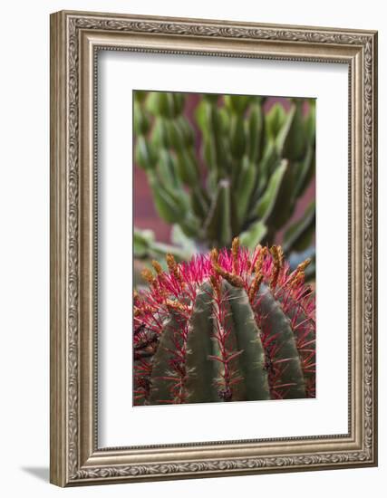 Spain, Canary Islands, La Gomera, San Sebastian De La Gomera, Cactus Detail-Walter Bibikow-Framed Photographic Print