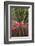 Spain, Canary Islands, La Gomera, San Sebastian De La Gomera, Cactus Detail-Walter Bibikow-Framed Photographic Print