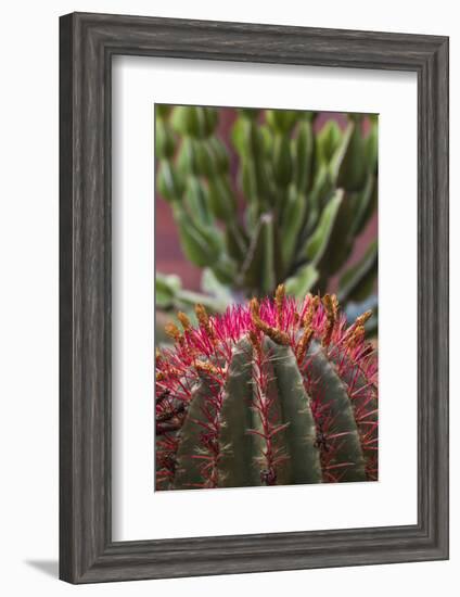 Spain, Canary Islands, La Gomera, San Sebastian De La Gomera, Cactus Detail-Walter Bibikow-Framed Photographic Print