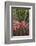 Spain, Canary Islands, La Gomera, San Sebastian De La Gomera, Cactus Detail-Walter Bibikow-Framed Photographic Print