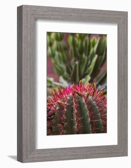 Spain, Canary Islands, La Gomera, San Sebastian De La Gomera, Cactus Detail-Walter Bibikow-Framed Photographic Print