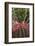 Spain, Canary Islands, La Gomera, San Sebastian De La Gomera, Cactus Detail-Walter Bibikow-Framed Photographic Print