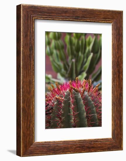 Spain, Canary Islands, La Gomera, San Sebastian De La Gomera, Cactus Detail-Walter Bibikow-Framed Photographic Print