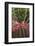 Spain, Canary Islands, La Gomera, San Sebastian De La Gomera, Cactus Detail-Walter Bibikow-Framed Photographic Print