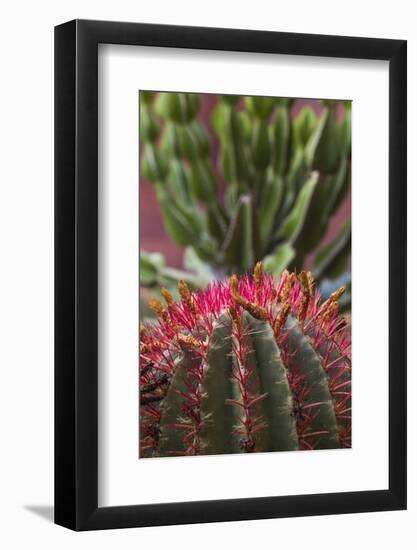 Spain, Canary Islands, La Gomera, San Sebastian De La Gomera, Cactus Detail-Walter Bibikow-Framed Photographic Print