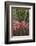 Spain, Canary Islands, La Gomera, San Sebastian De La Gomera, Cactus Detail-Walter Bibikow-Framed Photographic Print