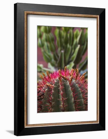 Spain, Canary Islands, La Gomera, San Sebastian De La Gomera, Cactus Detail-Walter Bibikow-Framed Photographic Print