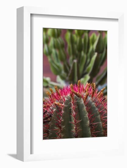 Spain, Canary Islands, La Gomera, San Sebastian De La Gomera, Cactus Detail-Walter Bibikow-Framed Photographic Print