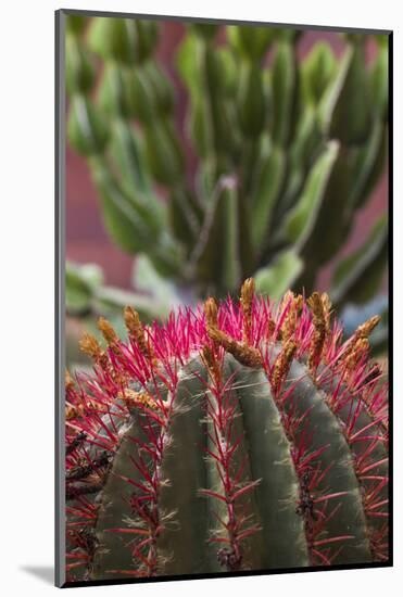 Spain, Canary Islands, La Gomera, San Sebastian De La Gomera, Cactus Detail-Walter Bibikow-Mounted Photographic Print