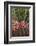 Spain, Canary Islands, La Gomera, San Sebastian De La Gomera, Cactus Detail-Walter Bibikow-Framed Photographic Print