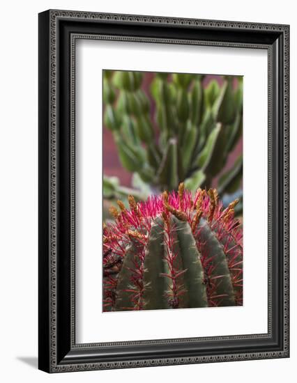 Spain, Canary Islands, La Gomera, San Sebastian De La Gomera, Cactus Detail-Walter Bibikow-Framed Photographic Print