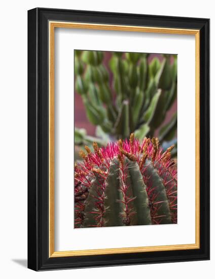 Spain, Canary Islands, La Gomera, San Sebastian De La Gomera, Cactus Detail-Walter Bibikow-Framed Photographic Print