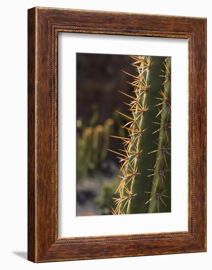 Spain, Canary Islands, Lanzarote, Guatiza, Cactus Plant Detail-Walter Bibikow-Framed Photographic Print